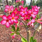 Pink Desert Rose Plant Live, 4-7" Tall, Adenium Obesum Well-Rooted Succulent for Indoor Outdoor Displays