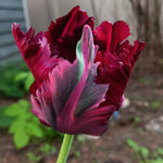 10 Tulip Bulbs for Spring Planting, Black Parrot Tulip Bulbs for Fall Planting, Flower Bulbs Growing