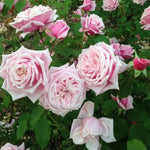 2 Pink Rose Climbing Live Starter Plants, Fragrant Pink Climbing Rose for Planting Outdoor, No Pot, 1 Year Old Rose Plant, Well-Rooted Rose Plants Live Ready to Plant