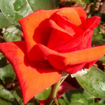 Rose Live Plant for Planting, Rose Bush Ready to Plant, 5-8 Inch Tall, Fragrant Rose Flowers (Red Orange)