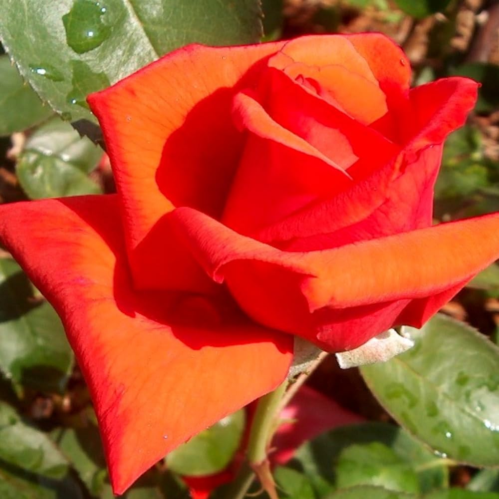 Rose Live Plant for Planting, Rose Bush Ready to Plant, 5-8 Inch Tall, Fragrant Rose Flowers (Red Orange)