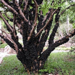 Black Jaboticaba Tree Live Jabuticaba Plant, 2-3 Ft Tall in Gallon Pot, 2 Years Old Brazilian Grape Tree for Planting, Rare Tropical Fruit Trees Outdoor Planting