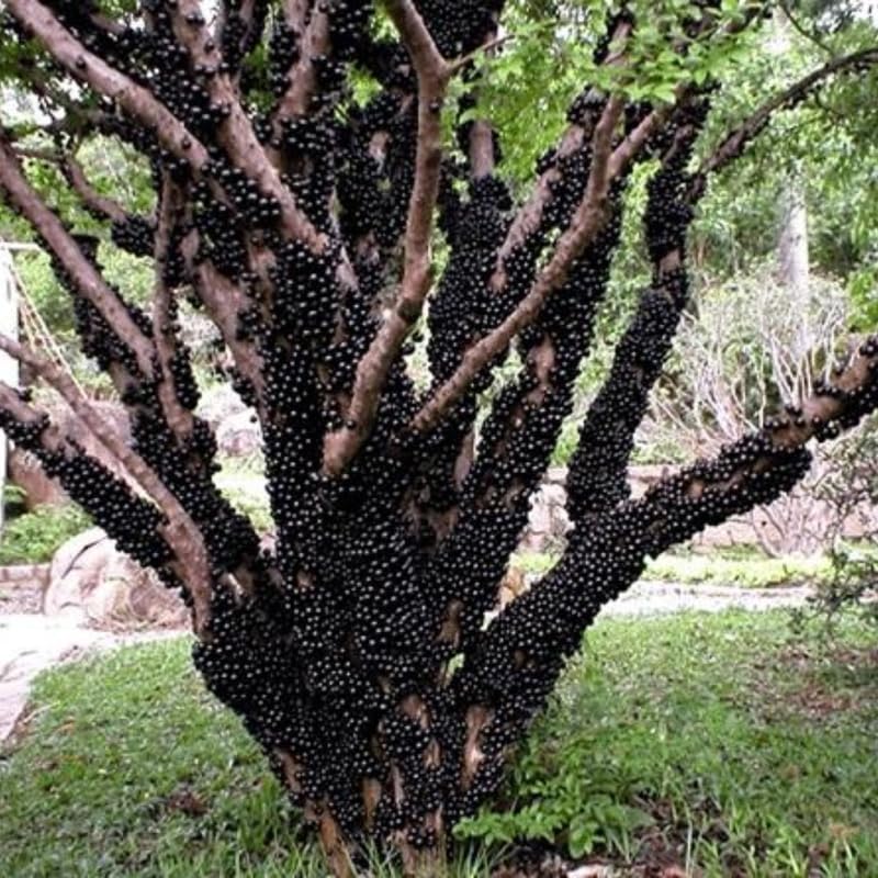 Black Jaboticaba Tree Live Jabuticaba Plant, 2-3 Ft Tall in Gallon Pot, 2 Years Old Brazilian Grape Tree for Planting, Rare Tropical Fruit Trees Outdoor Planting