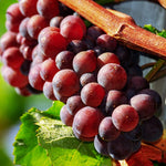 Red Seedless Grape Vines Live Plants for Planting, 5-10" Grape Tree for Outdoor Garden, Dormant in Winter, Cold Hardy, Sweet Flavor