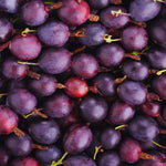 Gooseberry Plant Live for Planting, Gooseberry Bushes Live Plant, 5 to 10 Inc Tall (Black)