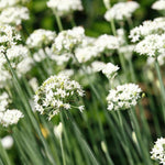 4 Garlic Chives Plants Live, Hardy Heirloom Leek Chives Herb Plants for Culinary Outdoor Garden, 4-8" Tall