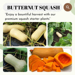 Butternut Squash Live Plant 4" Pot, Live Squash Plants in 3-5 Inch Tall, Vegetable Seedlings for Planting Outdoor Garden