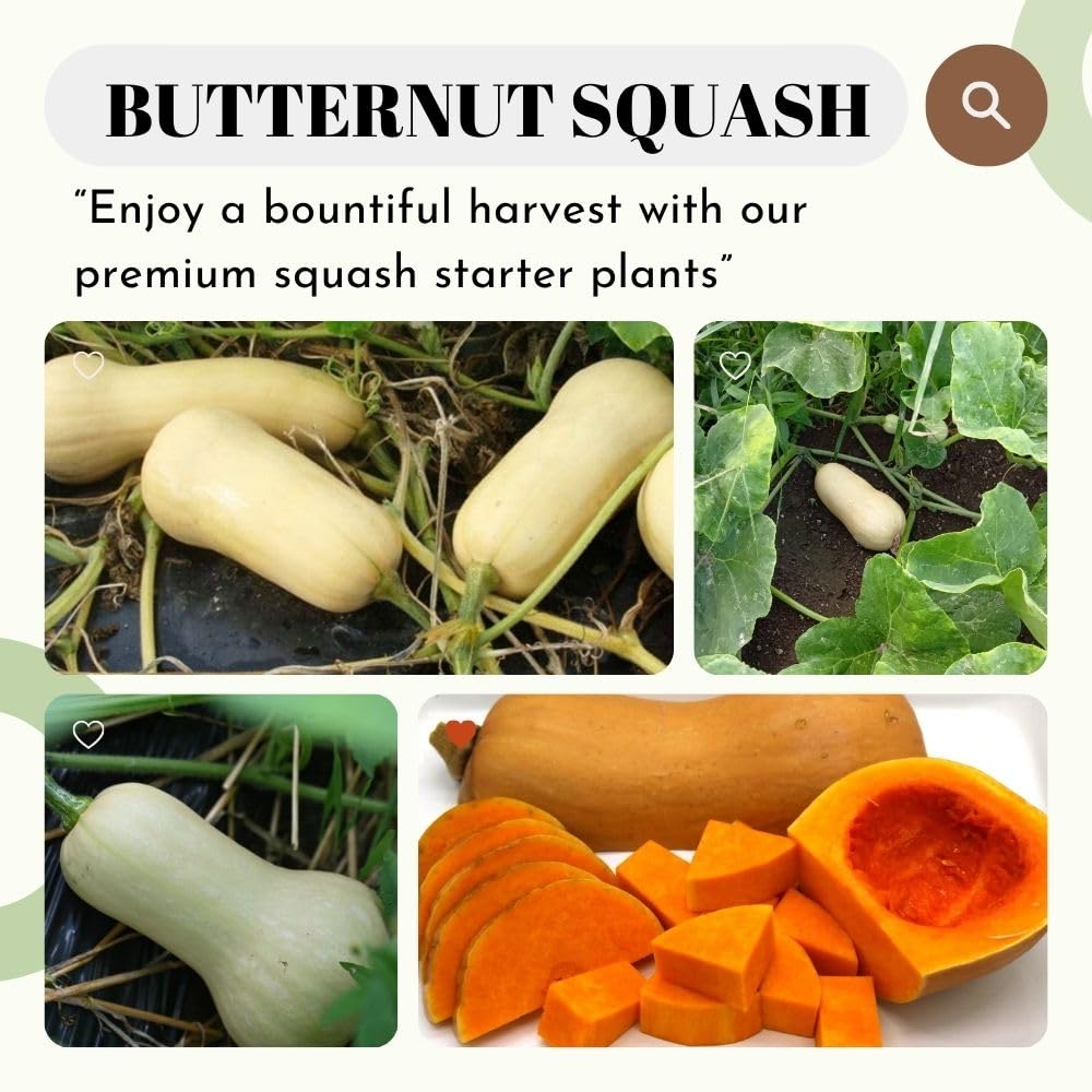 Butternut Squash Live Plant 4" Pot, Live Squash Plants in 3-5 Inch Tall, Vegetable Seedlings for Planting Outdoor Garden