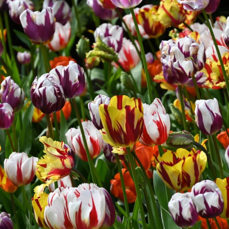 Tulip Bulbs for Planting, 20 Tulip Bulbs Mixed Colors, Ready to Grow Perennial Tulips