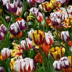 Tulip Bulbs for Planting, 20 Rembrandt Tulip Bulbs Mixed Colors, Ready to Grow Perennial Tulips