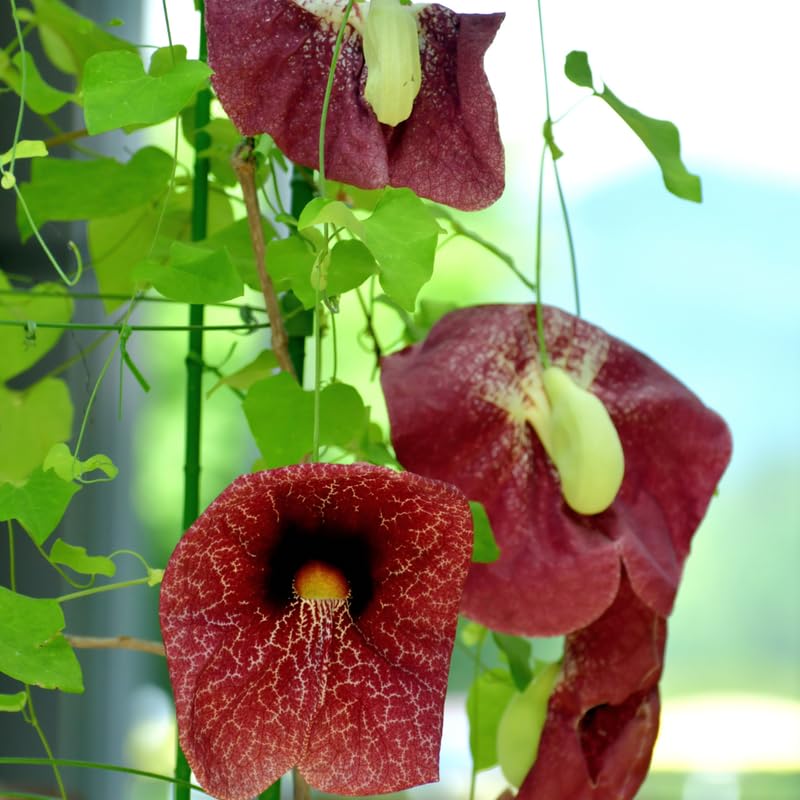 Dutchman Pipe Climbing Vine Live Plant, Hardy Ornamental Tropical Foliage Flowers, Starter Size, 5 to 9 Inc Tall, No Pot