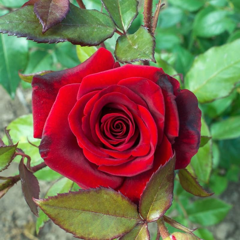 Rose Plant Live, Hybrid Tea Rose Bush Live Plant, 5-9 Inch Tall, Fragrant Flowers Shrub Ready to Plant Outdoor, No Pot, Well-Rooted (Red Rose)