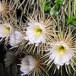 2 Night Blooming Epiphyllum Plants Live, Orchid Cactus Epiphyllum Live Succulents, 4-6” Tall in 4” Pots, Queen of The Night Cactus Plants
