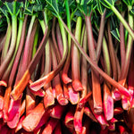 3 Victoria Rhubarb Roots for Planting, Rhubarb Plants for Planting, Rhubarb Crowns 3-5 Inch Tall, Perennial Vegetable Roots for Garden Growing