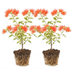 2 Orange Ice Bougainvillea Plants Live, Flowering Bougainvillea Vine for Outdoor Garden or Trellis, 5-9 Inch Tall, Very Hardy