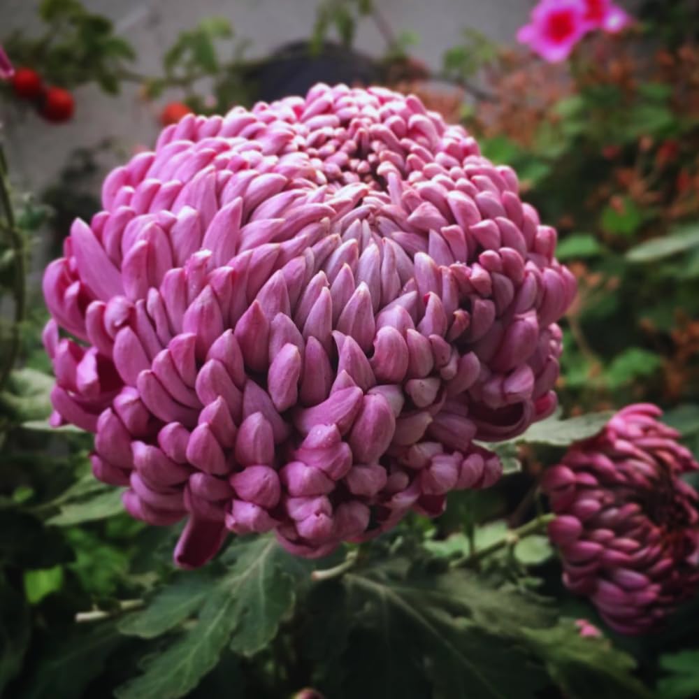 Chrysanthemum Flower Plant, Double Purple Mums Plant Live for Gardening, 5 to 7 Inc Tall Well Rooted, Chrysanthemum Plants Live Mum Live Plant