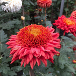Chrysanthemum Flower Plant, Dark Red Mums Plant Live, 5 to 7 Inc Tall Chrysanthemum Plants Live for Gardening Outdoor Indoor Planting Mum Live Plant