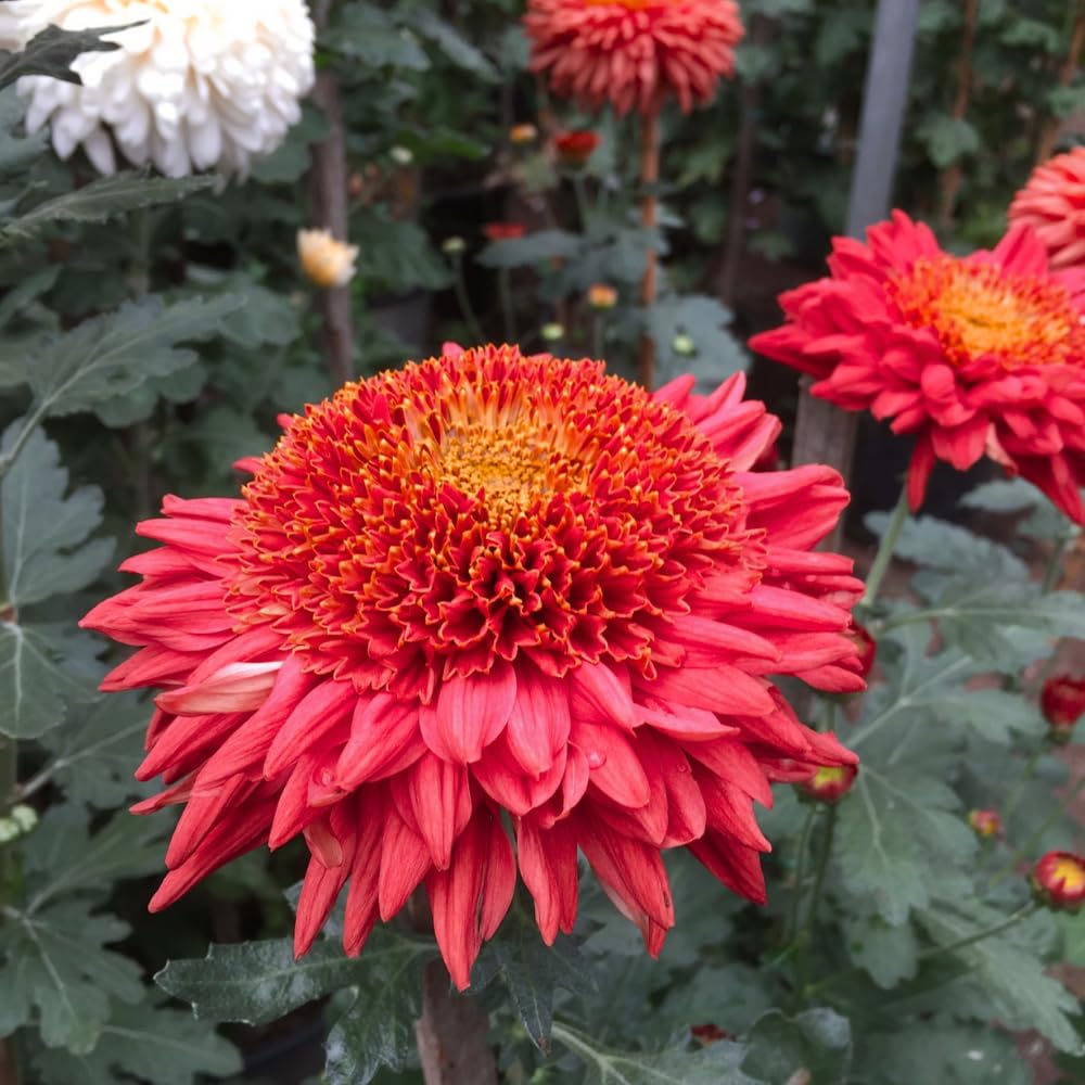 Chrysanthemum Flower Plant, Dark Red Mums Plant Live, 5 to 7 Inc Tall Chrysanthemum Plants Live for Gardening Outdoor Indoor Planting Mum Live Plant