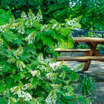 Hydrangea Plant Live Tree, Blooming Garden Bush Hardy Hydrangea Shrub, Oakleaf White Flowering Plant Indoor Outdoor Well-Rooted 5-9 Inc Tall, Stater Plant