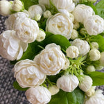 2 Grand Duke Jasmine Live Plants, Fragrant Flowering Shrubs, 4-6" Tall