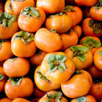 Persimmon Tree Live Plant 1 Year Old Seedling, 8 to 14 Inc Tall, Well Rooted, Cold Hardy, Year-Round Planting