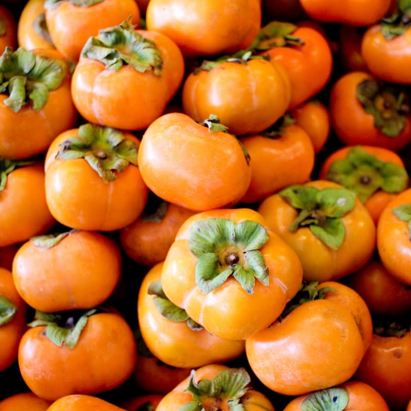 2 Live Persimmon Trees Plants, 1 Year Old Seedling, 8-12 Inches Tall for Indoor and Outdoor Planting Zones 7-10