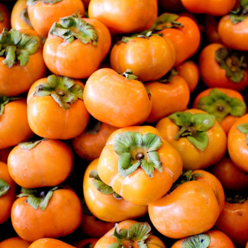 2 Live Persimmon Trees Plants, 1 Year Old Seedling, 8-12 Inches Tall for Indoor and Outdoor Planting Zones 7-10