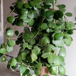 Kerii Hearts Hoya Live Plant 3-5 Inches Tall, Sweetheart Kerii Hoya Plant, Waxflower Vine Tropical Houseplant for Indoor Decor