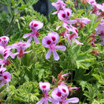 2 Pots Citronella Plants Live, Citronella Geranium Live Plants, 2 Plants per Pot, 4-7 Inch Tall Fragrant Perennial Herbs