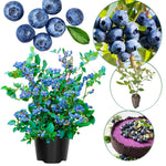 3 Blue Sweet Blueberry Bushes Seedlings, High-Yield Blueberry Trees Live Plants, 6 Months Old, Starter 3-6" in Tall, Cold Hardy Zones 4-7