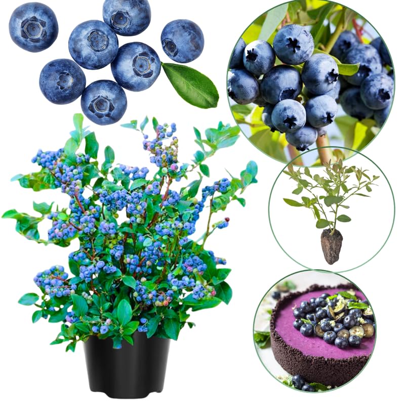 2 Southern Highbush Blueberry Plants Live for Outdoor Growing, Sweet Flavor Blueberry Trees Live Plants, Blueberries Bushes, Hardy and High Yield Seedlings, Starter 4 to 7", No Pot