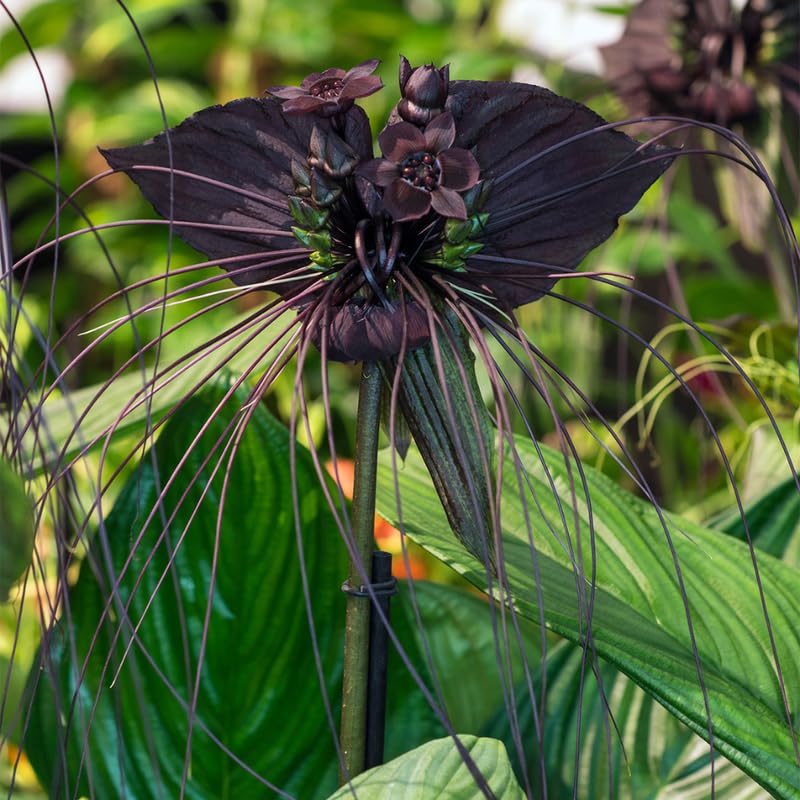 3 Tacca Chantrieri Black Bat Orchid Plants Live Indoor, Black Bat Flower Live Houseplants, 5-9" Tall