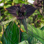 Bat Orchid Plant Live for Planting, in 2 Inch Pot, Tacca Chantrieri Flower Live Plants, Houseplants Live to Grow (Black)