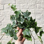 English Ivy Plant Live, Hardy Ground Cover, Ivy Climbing Vine Starter 4 Inch Pot