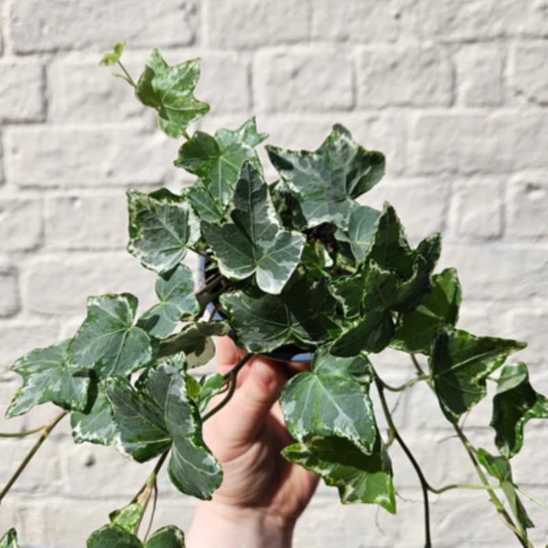 English Ivy Plant Live, Hardy Ground Cover, Ivy Climbing Vine Starter 4 Inch Pot