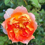 Rose Plant Live, Climbing Rose Bush Live Plant, 5-10 Inch Tall, Fragrant Rose Flowers, Rose Vine Ready to Plant Outdoor (Pumpkin Rose Plant)