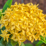 3 Yellow Ixora Plants Live, Flowering Ixora Bush Shrub, 5-9” Tall, Tropical Ixora Well-Rooted for Planting Home Garden