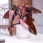 Pink Philodendron Plant Live, Rare Tropical Variegated Live Indoor Houseplant, Starter Plants No Pot, 5-9" in Tall