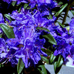 1 Gallon Pot Azalea Plants Live, Rhododendron Tree Live Plants Like, Established Root in Pot, Vibrant Bloom, Blue
