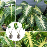 Colocasia Esculenta, Colocasia Live Plant, Elephant Ears Live Plant, Esculenta Taro Live Houseplant, 5-8 Inc Tall, No Pot (Rare Colocasia)