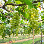 8 Green Grape Vine Cuttings, 8-12 Inches, Sweet Grape Fruits for Garden Planting, Outdoor Climbing Fruit Vine