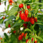 Set 2 Red Goji Berry Bush Live, 4-8 Inch Height, Goji Berry Fruit Plant for Outdoor Growing, Well Rooted, No Pot