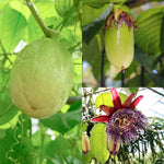 Giant Passion Fruit Plant Live, Tropical Fruit Vine for Planting, 5-10" Tall, Sweet Edible Fruits