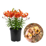 3 Large Tiger Lily Bulbs, 4-6 Inch, Orange Tiger Lilies Bulbs, Flowering Bulb for Outdoor Garden Beds and Containers