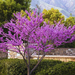 10 Bare Roots Eastern Redbud Trees Live Plants, 1-2 Ft Dormant, Pink Flowering Ornamental Plants, Cold Hardy