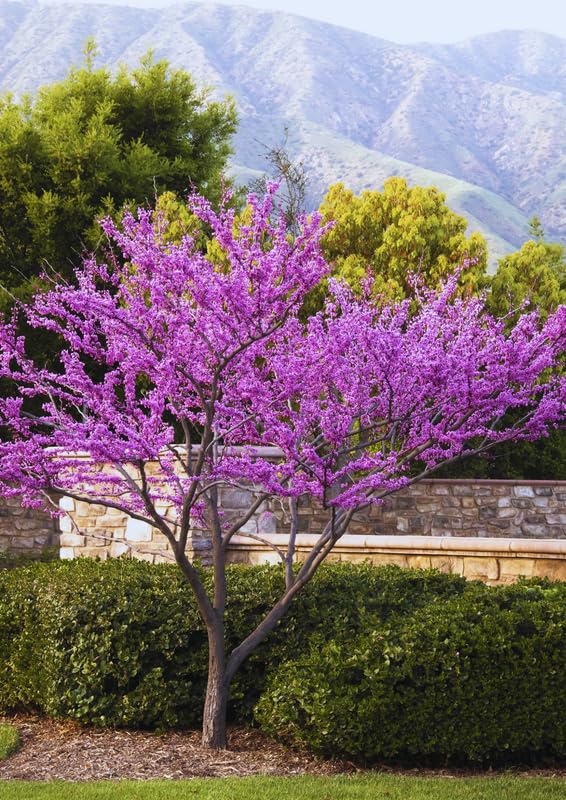 10 Bare Roots Eastern Redbud Trees Live Plants, 1-2 Ft Dormant, Pink Flowering Ornamental Plants, Cold Hardy
