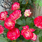 Climbing Rose Live Plant, 6 Months Old Starter, Fragrant Purple Climbing Roses for Planting Outdoor, No Pot (Dark Night)