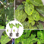 Colocasia Esculenta, Colocasia Live Plant, Elephant Ears Live Plant, Esculenta Taro Live Houseplant, 5-8 Inc Tall, No Pot (Rare Colocasia)