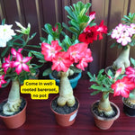 Set 2 Mixed Desert Rose Plants Live, Adenium Obesum, 4–8 Inch Tall, Well-Rooted Succulent Plants