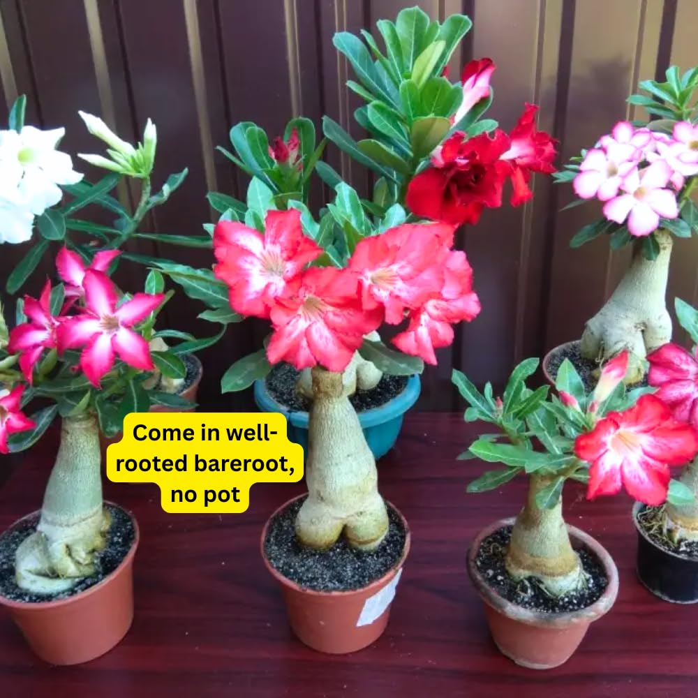 Set 2 Mixed Desert Rose Plants Live, Adenium Obesum, 4–8 Inch Tall, Well-Rooted Succulent Plants